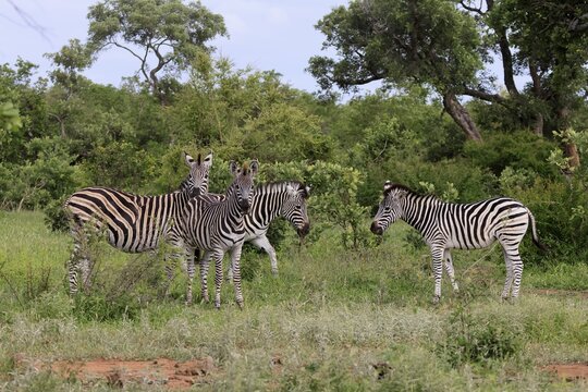 Burchell's zebra (Equus quagga burchelli), Burchell's zebra, adult, herd, alert, Kruger National Park, South Africa