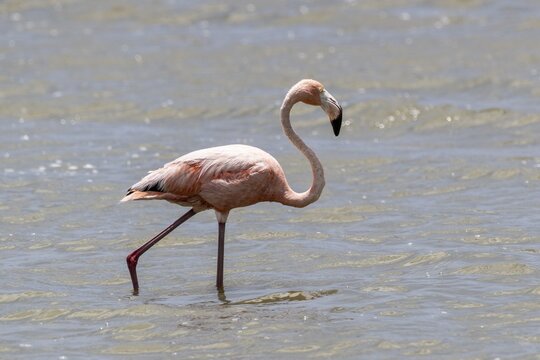 Cuba flamingo (Phoenicopterus ruber), Curacao