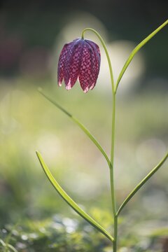 Snake's Head Fritillary (Fritillaria meleagris), Emsland, Lower Saxony, Germany