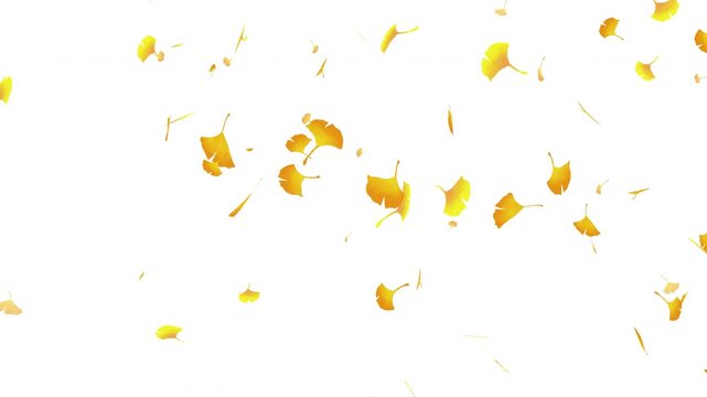 水彩風 黄金色のイチョウが右上から舞う[背景白色] Autumn Series:Watercolor-style golden ginkgo leaves drifting down from the upper right[background white]