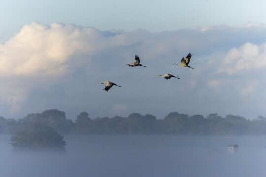 Four cranes flying in the misty sky above a row of trees, Crane (Grus grus) wildlife, Western Pomerania Lagoon National Park, Zingst, Mecklenburg-Western Pomerania, Germany