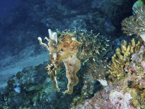 A broad-armed sepia (Sepia latimanus) near corals and colourful rocks underwater, dive site Close Encounters, Permuteran, Bali, Indonesia