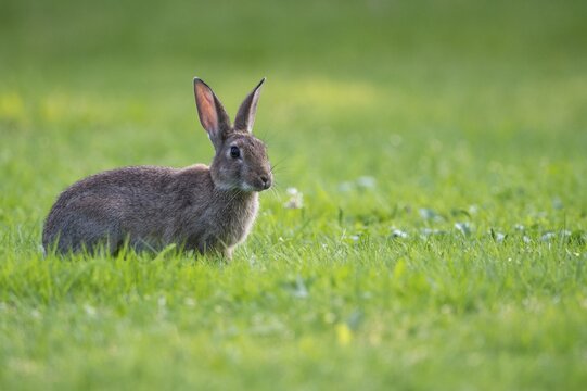 European rabbit (Oryctolagus cuniculus) in a meadow, attentive, pointed ears, Lower Saxony, Germany
