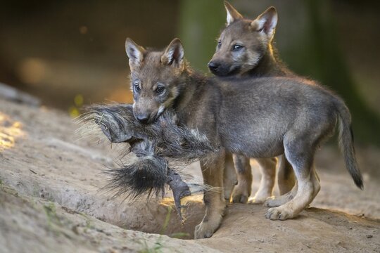 Gray wolf (Canis lupus), young animals, pups, offspring, Neuhaus, Lower Saxony, Germany