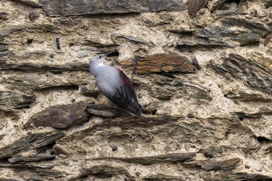 Wallcreeper (Tichodroma muraria) foraging on a wall, wildlife, Germany