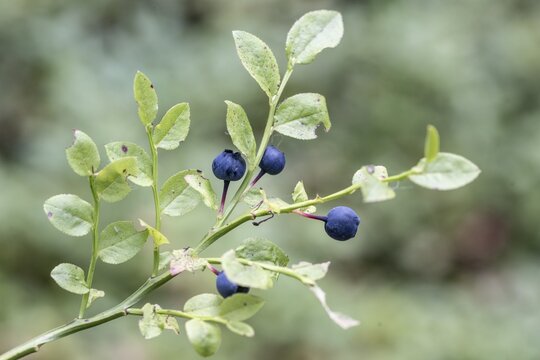 Blueberry (Vaccinium myrtillus), Emsland, Lower Saxony, Germany