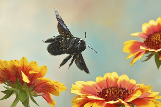 Violet carpenter bee (Xylocopa violacea) on the flowers of the blanket flower (Gaillardia)