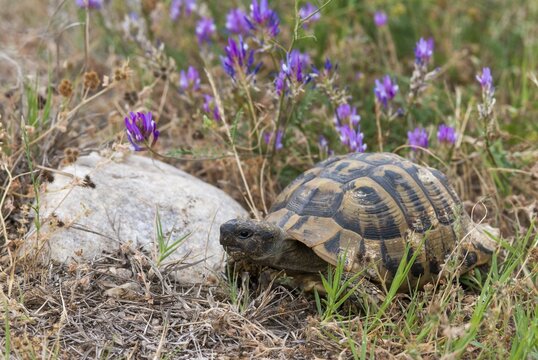 Greek tortoise, Herman's tortoise, testudo hermanni, Bulgaria, critters, reptilia, reptiles, tortoises, tortoises, turtles