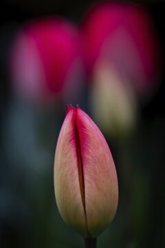 Tulip bud, pink tulips that have already opened in the background, Germany