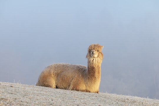 Alpaca (Vicugna pacos), white animal, adult animal, female animal, resting, frost-covered meadow, hilly terrain, forest, fog, winter, snow, minus 15 &deg;C, farm animal, Slovakia