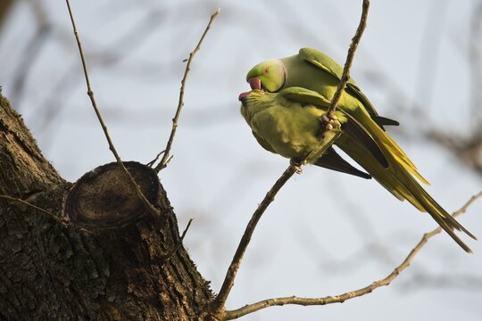 Rose-ringed parakeets (Psittacula krameri), mating, Rhineland-Palatinate, Germany