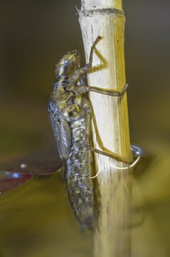 Aeshna cyanea, blue-green mosaic maiden, southern hawker, anisoptera, dragonflies, high size, portrait format, insects, larva, larva, dragonflies, odonata, hatching, hatching