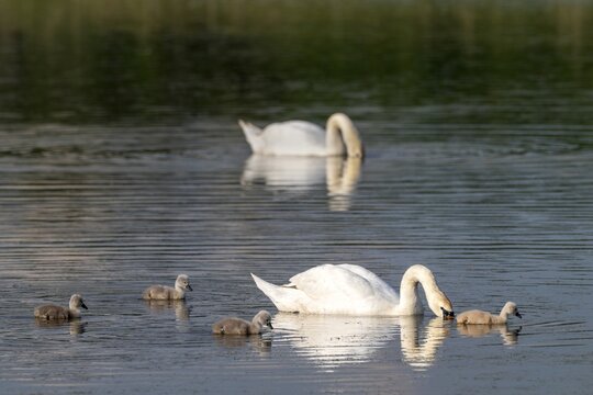 Mute swan (Cygnus olor), parents with four cygnets, Gro&szlig;wilfersdorf Nature Reserve, Gro&szlig;wilfersdorf, Styria, Austria