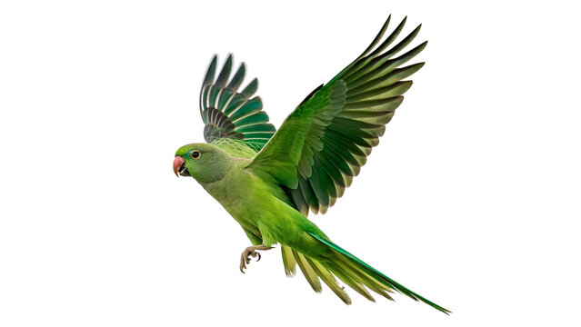 Vibrant green parrot bird flying with open wings isolated on transparent background.