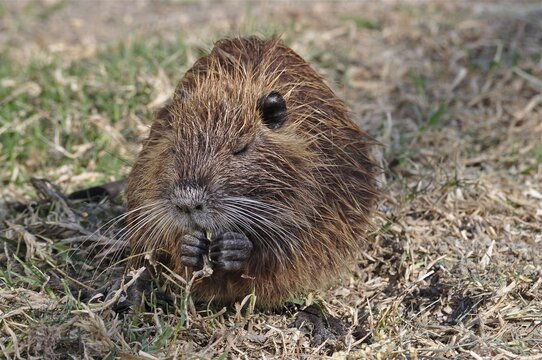 A musk rat (Ondatra zibethicus) with brown fur nibbles on a blade of grass, Camargue, Provence, France