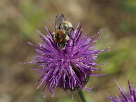 Field bumblebee (Bombus pascuorum) on a purple flower in its natural habitat, Goms, Canton of Valais, Switzerland