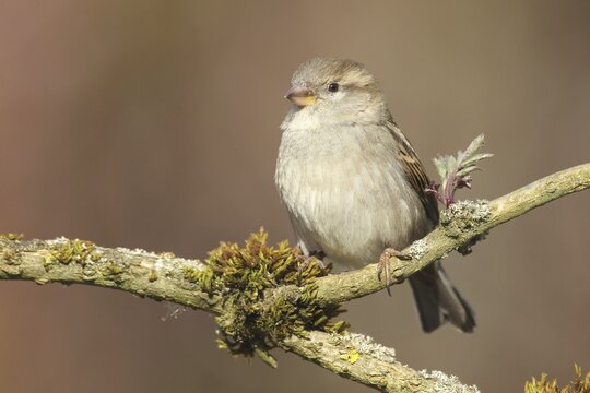 House Sparrow (Passer domesticus) female, Allg&auml;u, Bavaria, Germany, Allg&auml;u, Bavaria, Germany