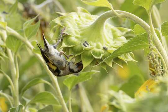 European goldfinch (Carduelis carduelis) adult bird feeding on a sunflower seed in a field of sunflowers, England, United Kingdom