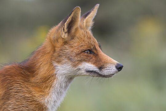 Red fox (Vulpes vulpes) secures, Portrait, Netherlands