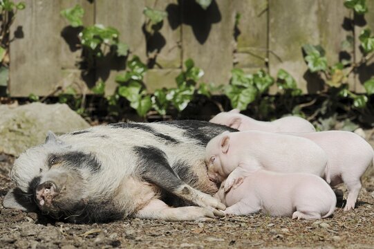 G&ouml;ttingen minipig (Sus scrofa f. domestica), sow suckling piglets, North Rhine-Westphalia, Germany