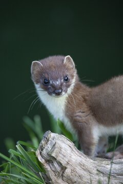 European stoat (Mustela erminea) adult animal portrait, United Kingdom