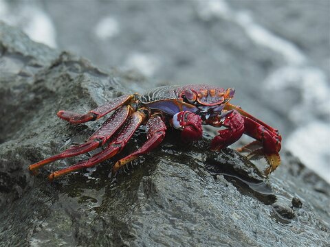 Red rock crab (Grapsus adscensionis) on rock. Puerto de Mogan, Gran Canaria, Spain, Atlantic Ocean