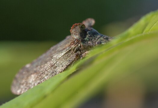 Auchenorrhyncha, cicadellidae, cicadomorpha, common ear cicada, hemiptera, horned leaf hopper, ledra aurita, ear cicada, ear chirp, round-headed cicada, beak kerf, dwarf cicadas, insects, cicadas