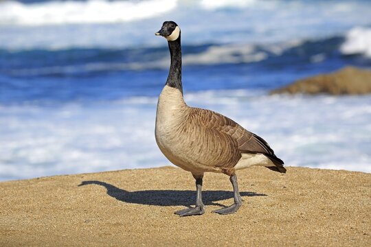 Canada goose (Branta canadensis), adult, standing on coast, California, USA