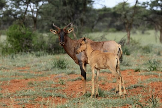 Tsessebe (Damaliscus lunatus), lyrebird, crescent moon antelope, adult, female, juvenile, Mokala National Park, Northern Cape, South Africa