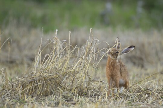 European brown hare (Lepus europaeus) adult mammal feeding on wheat sheaths in a farmland stubble field in summer, England, United Kingdom