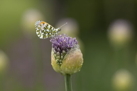 Orange tip butterfly (Anthocharis cardamines) adult insect resting on a garden Allium flower bud in spring, England, United Kingdom