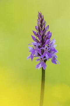 Moorland spotted orchid (Dactylorhiza maculata), Heiligenblut on the Gro&szlig;glockner, Carinthia, Austria