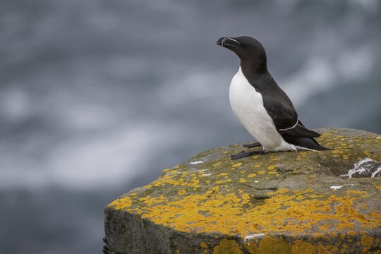 Common guillemot (Uria aalge), Skoruv&iacute;kurbjarg bird cliff, Langanes Peninsula, Nor&eth;urland eystra, Iceland