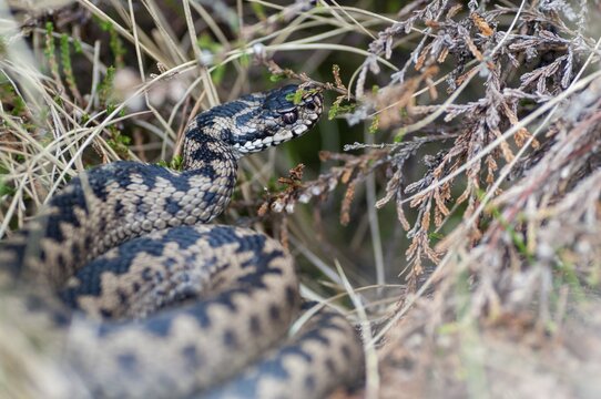 European adder, European viper, venomous snake, vipera berus, critters, poisonous reptiles, male, reptilia, reptiles, snakes, snakes