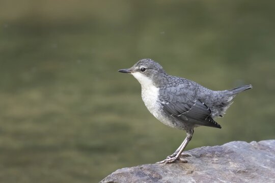 White-throated Dipper (Cinclus cinclus), young bird, sitting on stone, Hesse, Germany