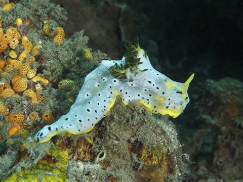 Snail with dotted patterns, grey banana nudibranch (Notodoris serenae), moving over a coral reef in the ocean. Dive site Gondol Reef, Gondol, Bali, Indonesia