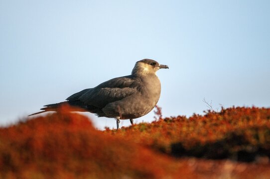 Arctic hunter, arctic skua, arctic tern, Norway, parasitic hunter, parasitic skua, parasite predatory gull, stercorarius parasiticus, varanger, birds, charadriiformes, limikolen, predatory gulls, stercorariidae, birds