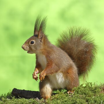 Eurasian red squirrel (Sciurus vulgaris), sitting on moss and eating sunflower seeds, Wilden, North Rhine-Westphalia, Germany