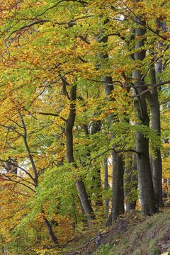 Beech (Fagus) in the forest, Neuhaus im Solling, Lower Saxony, Germany