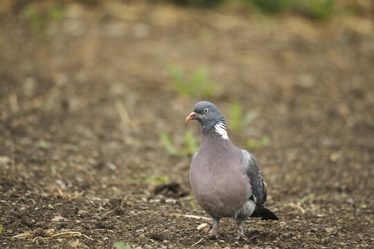 Common wood pigeon (Columba palumbus) foraging in a field near Regen, Allg&auml;u, Bavaria, Germany