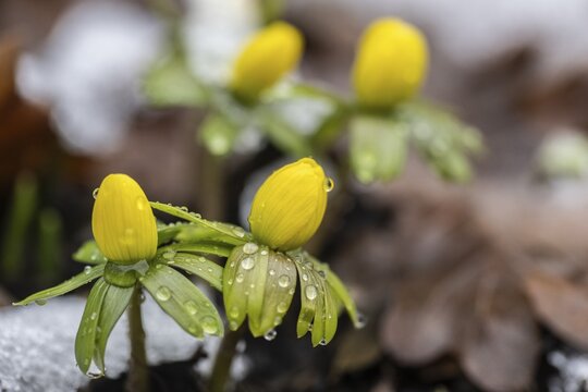Winter aconites (Erantnis hyemalis), Emsland, Lower Saxony, Germany