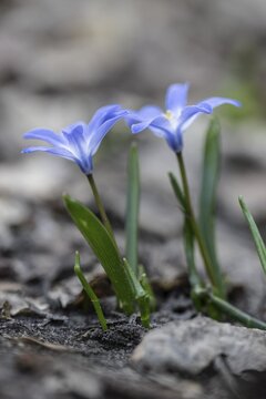 Snow pride (Chionodoxa luciliae), Emsland, Lower Saxony, Germany