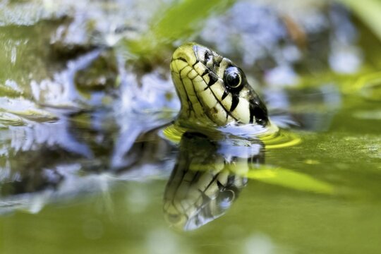 Grass snake (Natrix natrix), animal portrait, Hesse, Germany