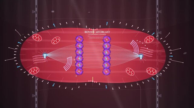 3D scientific animation detailing the cellular agriculture process of cultured beef from Bos taurus bovine myoblast division and surgical bioreactor to cellulose scaffold and marbled muscle harvest