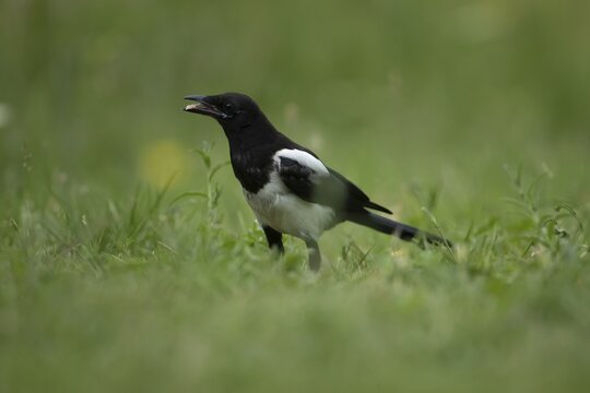 Eurasian magpie (Pica pica) adult bird on feeding on grassland, England, United Kingdom