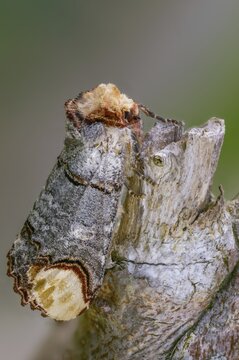 Buff tip, moonspot, moonbird, phalera bucephala, high size, portrait format, insects, moths, moths, butterflies