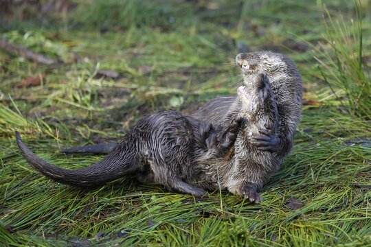 Two young european otter (Lutra lutra), playing in a meadow, captive