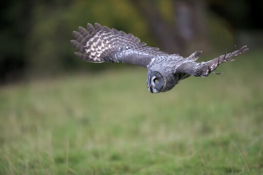 Great grey owl (Strix nebulosa), adult, flying, captive, Germany
