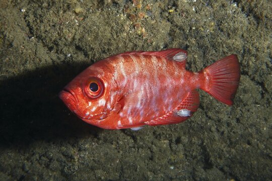 Bigeye perch (Heteropriacanthus cruentatus) with several specimens of isopods (Anilocra), isopods, parasites. Dive site Los Champignones, Las Galletas, Tenerife, Canary Islands, Spain