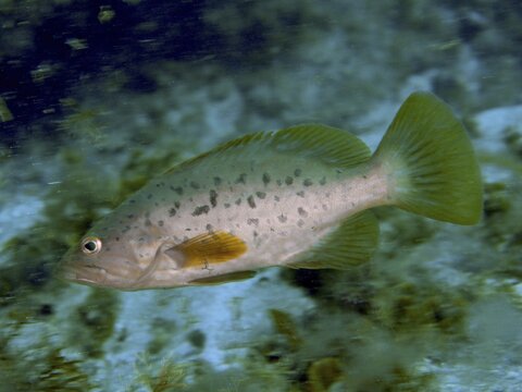 A solitary Makronesian grouper (Mycteroperca fusca) swims near a reef at the Risco Verde dive site, Arinaga, Gran Canaria, Spain, Europe, Atlantic Ocean